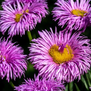 Erigeron ‘Rosa Jewel’ – Erigeron ‘Pink Jewel’ – Fleabane – get a quote