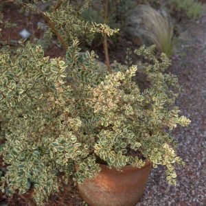 Luma apiculata ‘Glanleam Gold’ – Palo Colorado – Temu – Myrtus luma – Eugenia apiculaata – get a quote