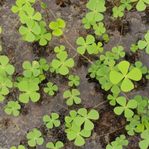 Marsilea quadrifolia – Water Clover – Pepperwort – Water Clover – Nardoo – get a quote