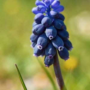 Muscari neglectum – Muscari racemosum – Mush Hyacinth – Common Grape Hyacinth – Muscarimia – Grape Hyacinth – get a quote