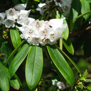 Rhododendron ‘Roza Stevenson’ – Rhododendron ‘Roza Harrison’ – Azaleas – get a quote