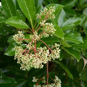 Viburnum odoratissimum – Sweet Viburnum – Evergreen Tree Viburnum get a quote