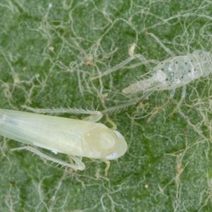 Rose Leafhopper – Ewardsiana rosae get a quote