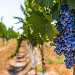Vitis vinifera ‘Shiraz’ – Vitis vinifera ‘Syrah’ — Grape – get a quote