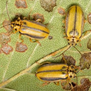 Elm Leaf Beetle – Pyrrhalta luteola get a quote