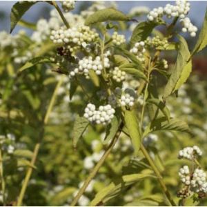 Callicarpa dicotoma ‘Beautyberry Alba’ – White beauty bush – get a quote