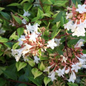 Abelia x grandiflora – Glossy Abelia – get a quote