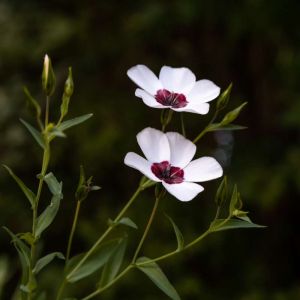 Linum grandiflorum ‘Bright Eyes’ – Flowering Flax – Flax – get a quote