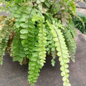 Nephrolepis exaltata ‘Dallas’ – Sword Fern – get a quote