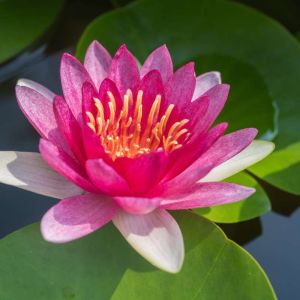 Nymphaea ‘Fulgens’ – Nymphaea ‘Laydekeri Fulgens’ – Waterlily – get a quote