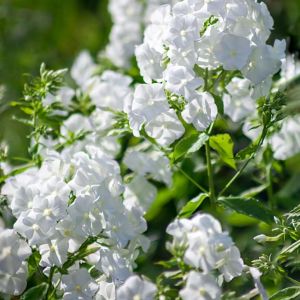 Phlox paniculata ‘White Admiral’  – Garden Phlox get a quote
