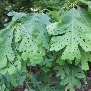 Oak Shothole Leafminer – Agromyza viridula get a quote