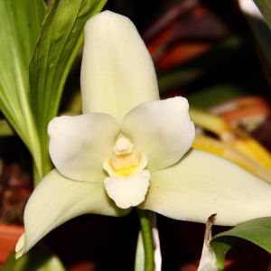 Lycaste – Orchid get a quote