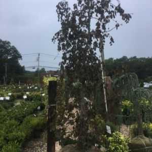 Fagus ‘pendula’ – Weeping beech – get a quote