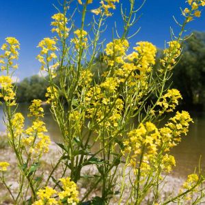 Barbarea vulgaris – Winter Cress – Yellow Rocket – St. Barbara’s Herb – get a quote