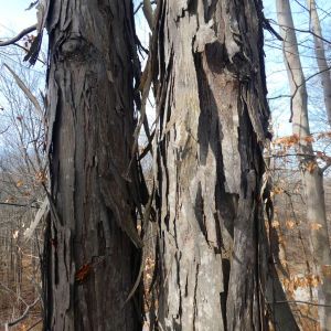 Carya ovata – Shagbark Hickory – Little Shellbark Hickory – Hickory – Pecan – get a quote