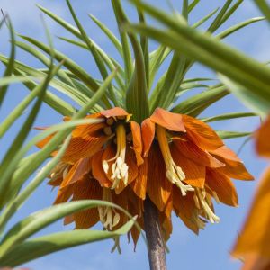 Fritillaria imperialis ‘The Premier’ – Crown imperial – Fritillary – get a quote