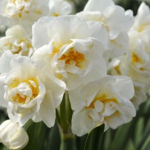 Narcissus ‘Bridal Crown’ – Daffodil ‘Bridal Crown’ get a quote