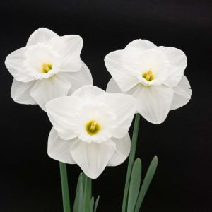 Narcissus ‘Tutankhamun’ – Daffodil ‘Tutankhamun’ – Bulbs get a quote