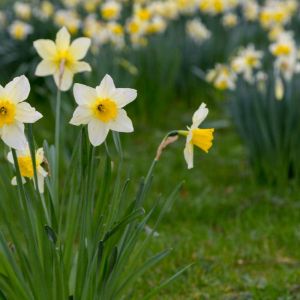 Narcissus pseudonarcissus – Narcissus lobularis – Lent Lily – Wild Daffodil – Daffodil pseudonarcissus get a quote