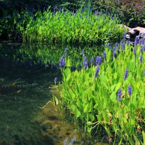 Pontederia cordata – Pickerel Rush – Pickerel Weed – get a quote