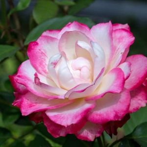 Rosa ‘Little Bo-peep’ – Rose ‘Natchez’ – Rose ‘White Carpet’ – Rose ‘Little Bo-peep’ get a quote