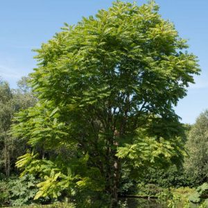 Toona sinensis – Cedrela sinensis – Chinese Toon – Cedrela – get a quote