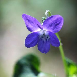 Viola riviniana – Dog Violet – Wood Violet get a quote