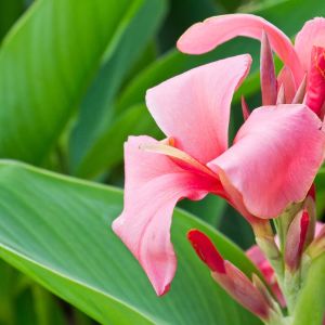 Canna ‘Pfitzer’s Chinese Coral’ – Indian Shot – get a quote