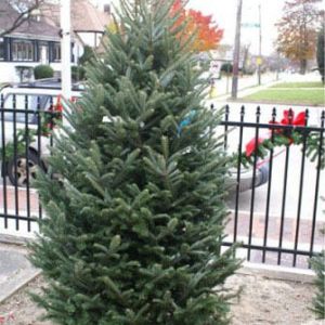 Premium Fraser Fir x-mas tree cut without stand get a quote
