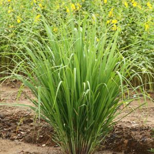 Cymbopogon citratus – lemon grass – Indian Lemon Grass – herb get a quote