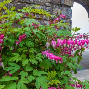 Dicentra spectabilis – Bleeding heart ‘Pink’ – get a quote