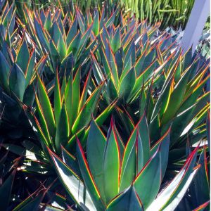Agave ‘Blue Glow’ – Blue Glow Agave – get a quote