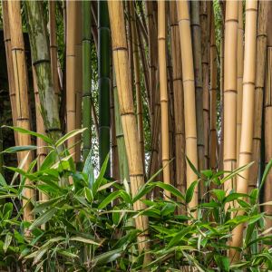 Bambusa multiplex ‘Alphonse Karr’ – Alphonse Karr Bamboo – get a quote