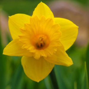 Narcissus rupicola – Daffodil rupicola get a quote