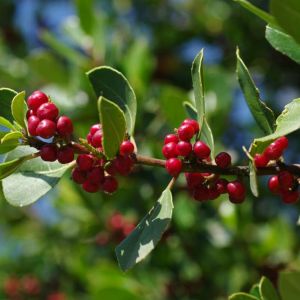 Rhamnus alaternus – Italian Buckthorn – Alaternus – Frangula – Buckthorn – get a quote