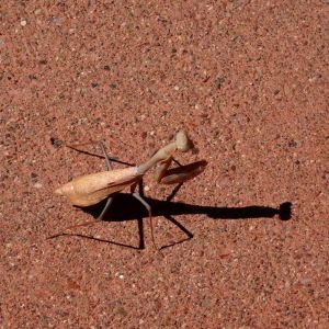 California Mantid – Stagomantis californica get a quote