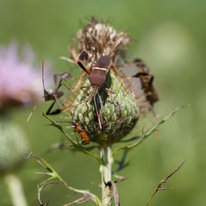 Leaffooted Bug – Leptoglossus phyllopus get a quote