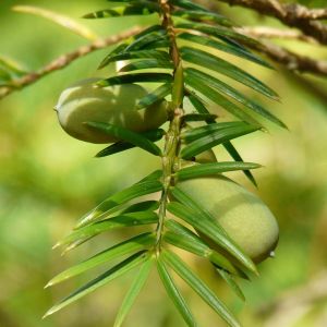 Torreya californica – California Nutmeg – California Nutmeg Yew – Nutmeg Yew – get a quote