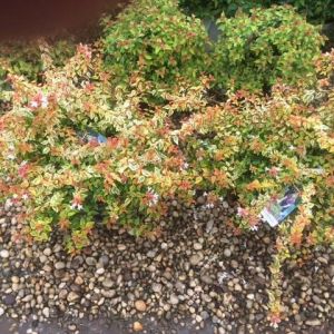 Abelia – Kaleidoscope abelia – Abelia grandiflora ‘Kaledoscope’ get a quote