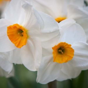 Narcissus ‘Geranium’ – Daffodil ‘Geranium’ get a quote