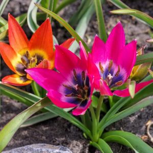 Tulipa ‘Little Beauty and Little Princess’ – Tulip ‘Little Beauty and Little Princess’ get a quote