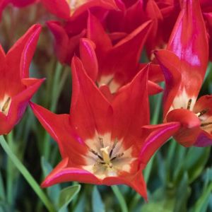Tulipa ‘Pieter De Leur’ – Tulip ‘Pieter De Leur’ get a quote