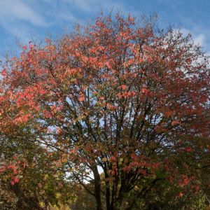 Acer maximowiczianum ‘ Acer nikoense ‘ Nikko Maple – Maple get a quote