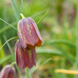 Fritillaria davisii – Fritillary – get a quote