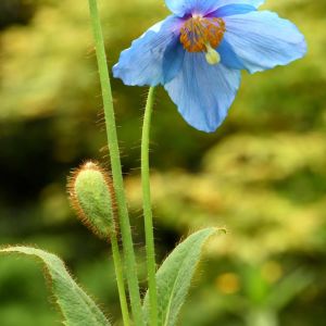 Meconopsis grandis – get a quote