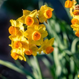 Narcissus ‘Grand Soleil d’Or’ – Daffodil ‘Grand Soleil d’Or’ get a quote