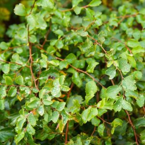 Nothofagus betuloides – Southern Beech – get a quote