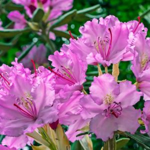 Rhododendron macrophyllum – Azaleas – get a quote