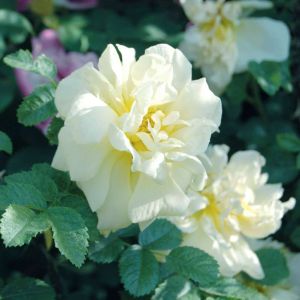 Rosa ‘Agnes’ – Rose ‘Agnes’ get a quote